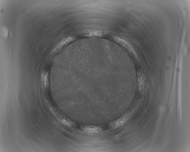 X0000085040123200703191243