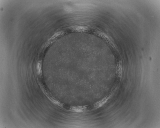 X0000085040131200703191243