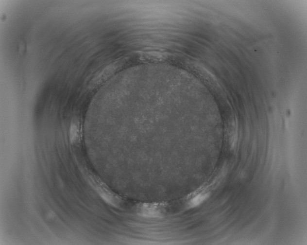 X0000085040134200703191243