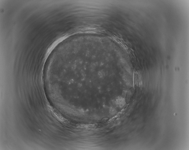 X0000085040147200703191242