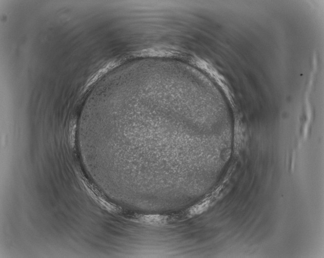 X0000085040153200703191242