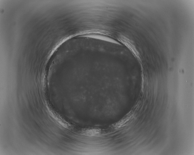 X0000085040156200703191242