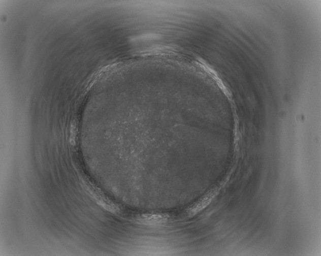 X0000085040161200703191242