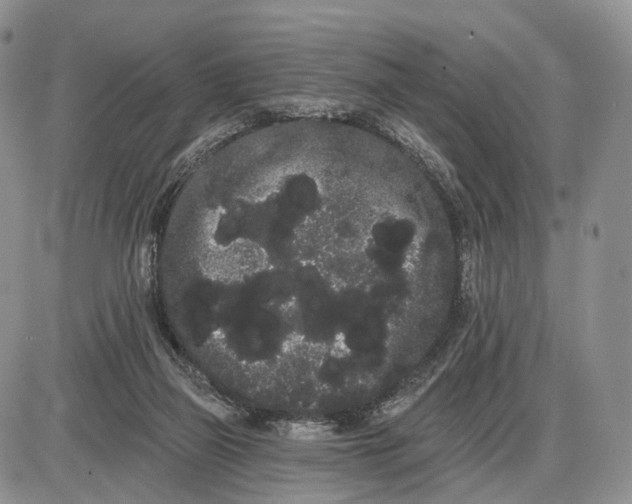 X0000085040165200703191242