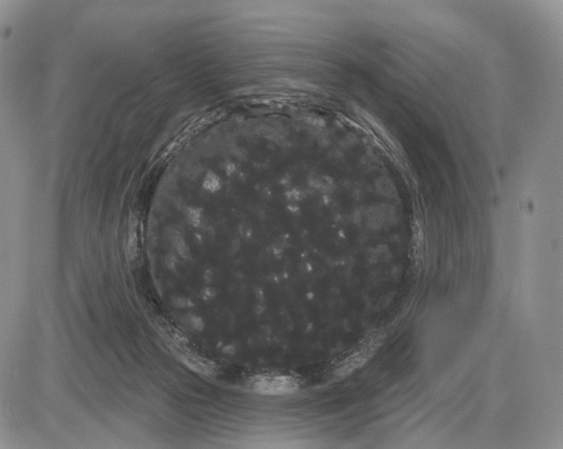 X0000085040169200703191242