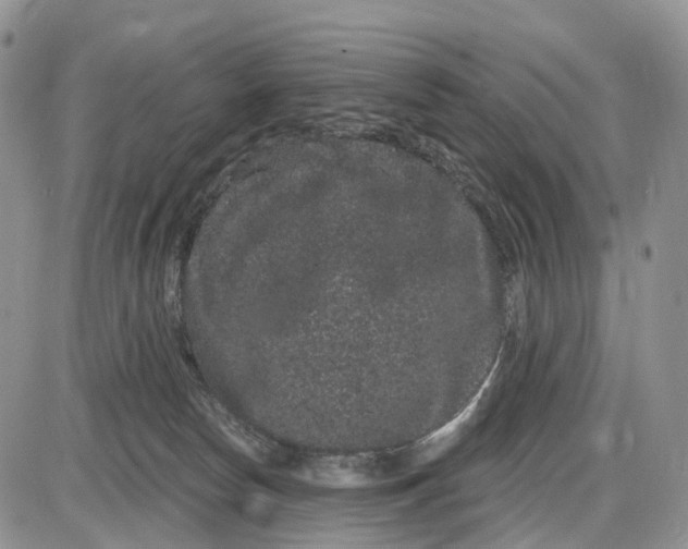 X0000085040178200703191242