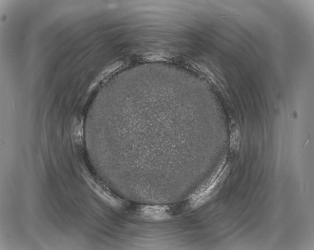 X0000085040179200703191242