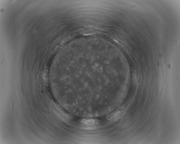 X0000085040181200703191242