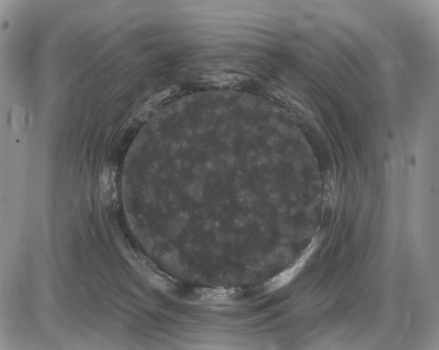 X0000085040182200703191242