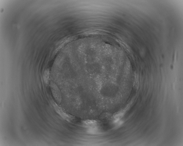 X0000085040189200703191242