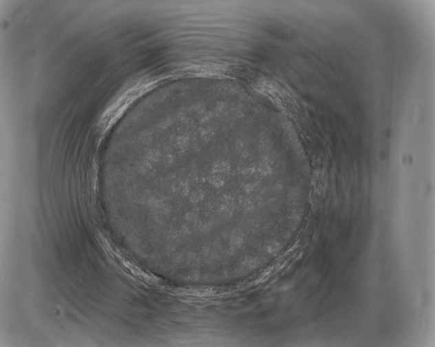 X0000085040194200703191242