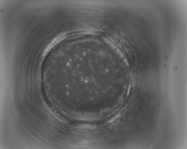 X0000085040198200703191242