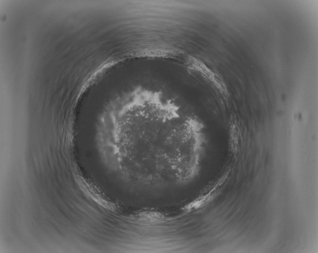 X0000085040203200703191242