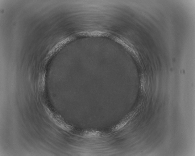 X0000085040206200703191242