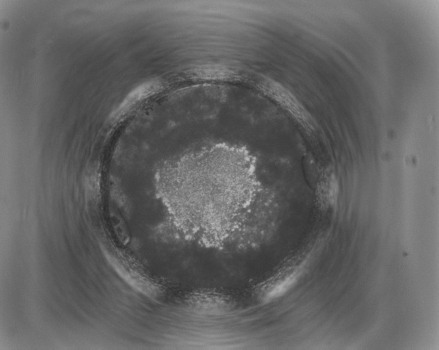 X0000085040207200703191241