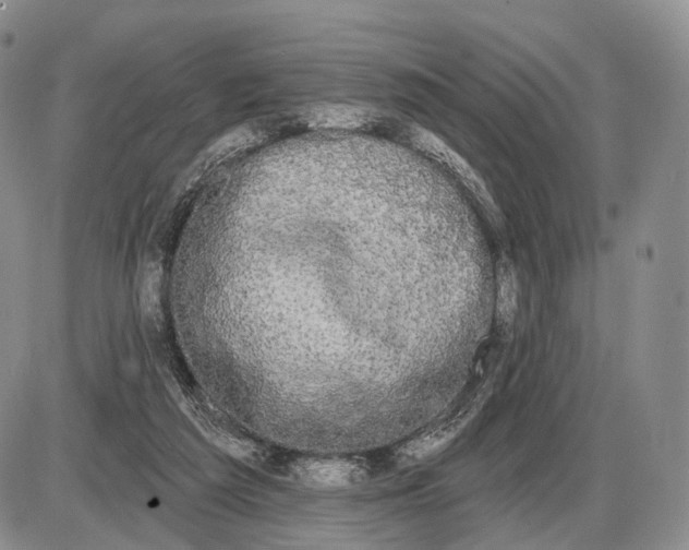 X0000085040209200703191241