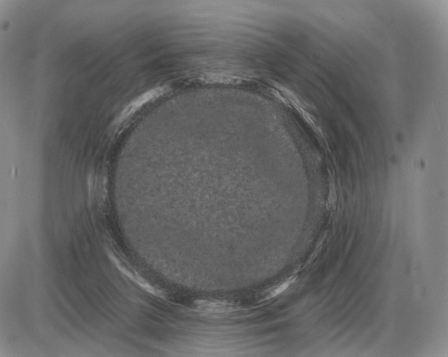 X0000085040211200703191241