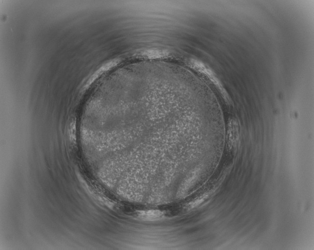 X0000085040212200703191241