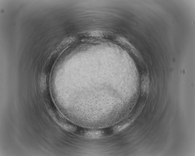 X0000085040213200703191241