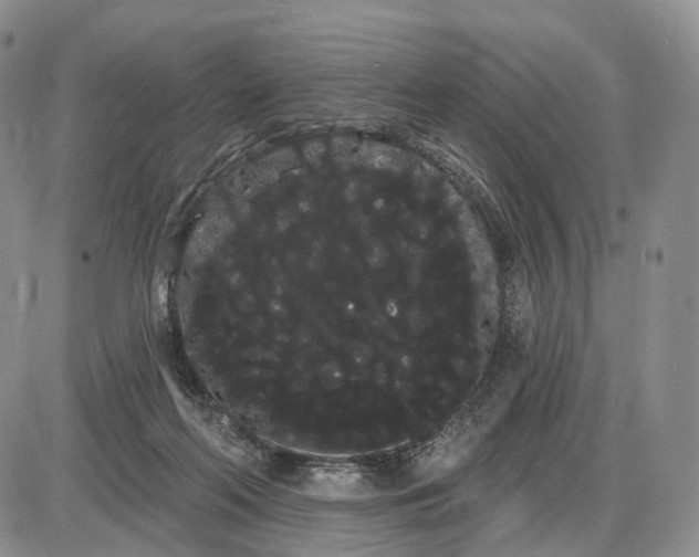 X0000085040214200703191241