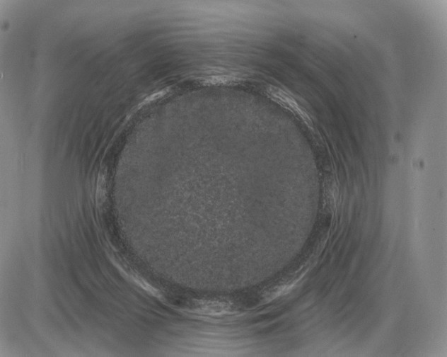 X0000085040215200703191241