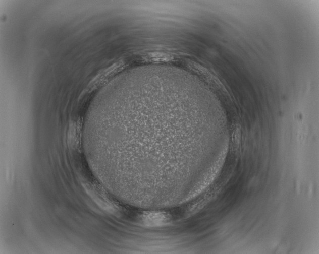 X0000085040218200703191241