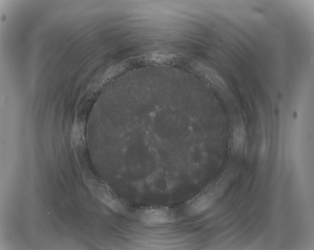 X0000085040236200703191241