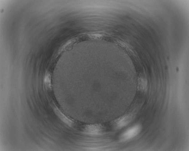 X0000085040238200703191241