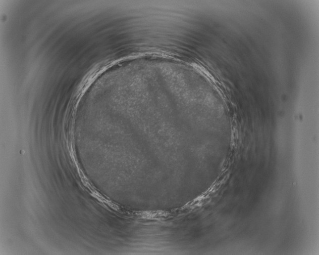 X0000085040241200703191240