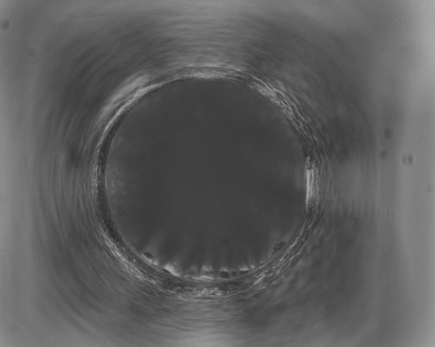 X0000085040243200703191240