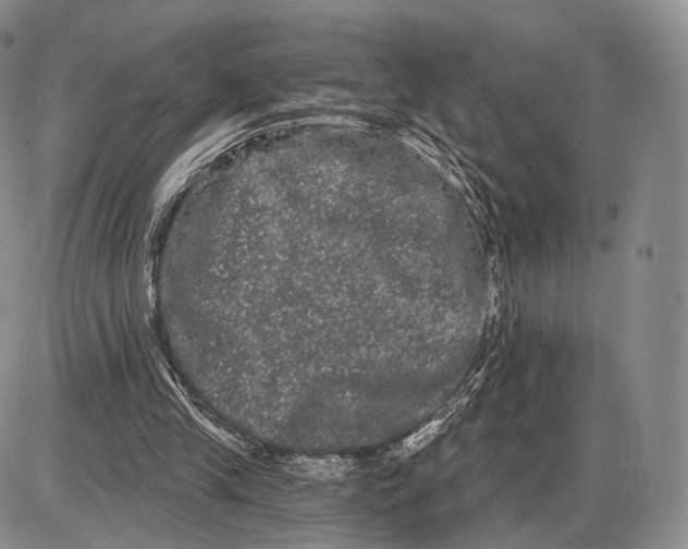 X0000085040245200703191240