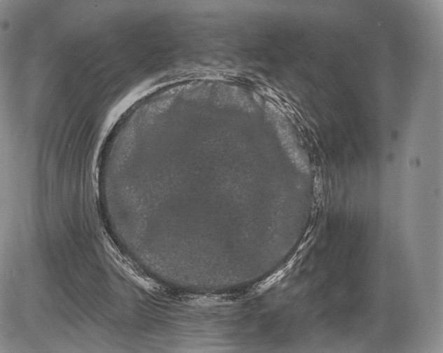 X0000085040246200703191240