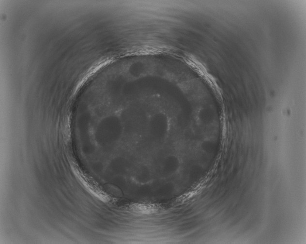 X0000085040250200703191240