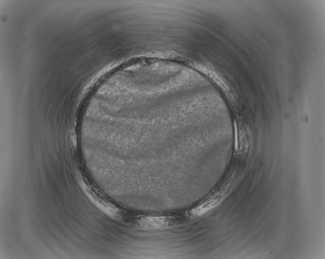 X0000085040252200703191240