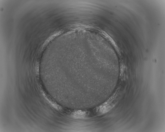 X0000085040257200703191240