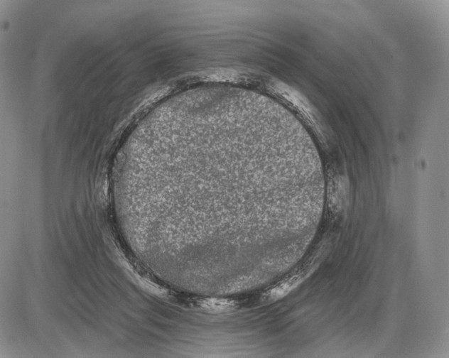 X0000085040261200703191240