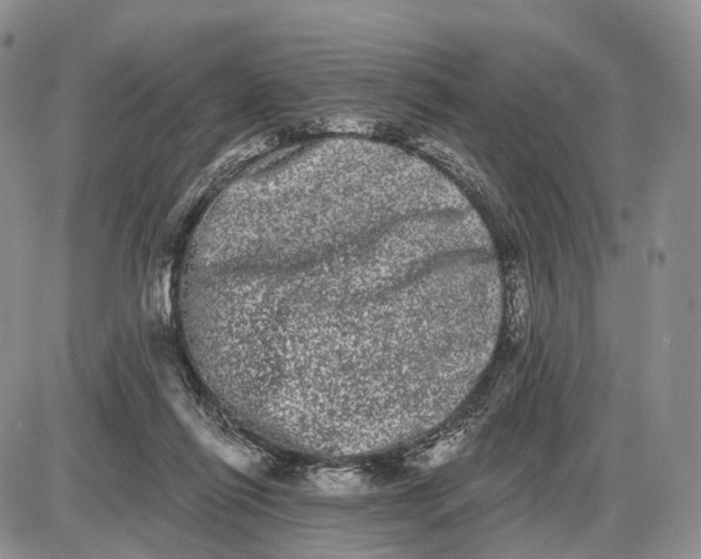 X0000085040262200703191240