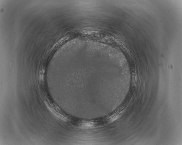 X0000085040263200703191240