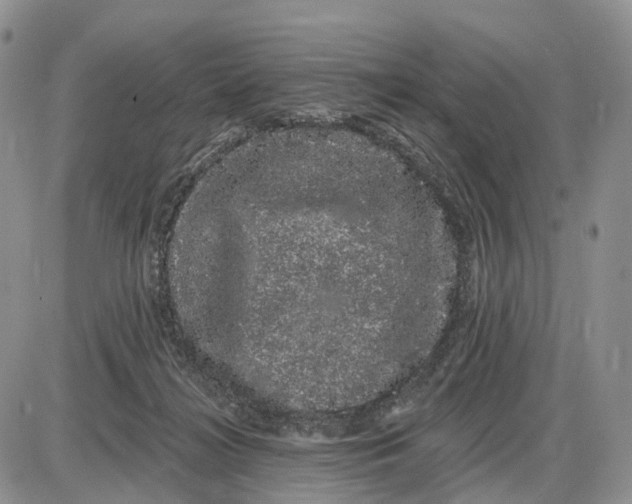 X0000085040268200703191241