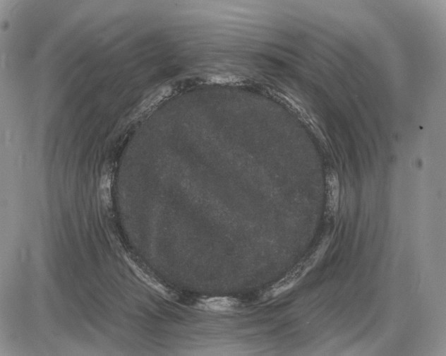 X0000085040269200703191241