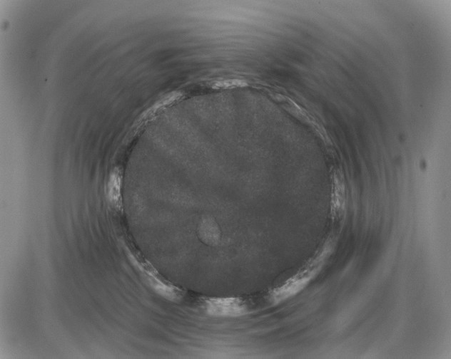 X0000085040281200703191241