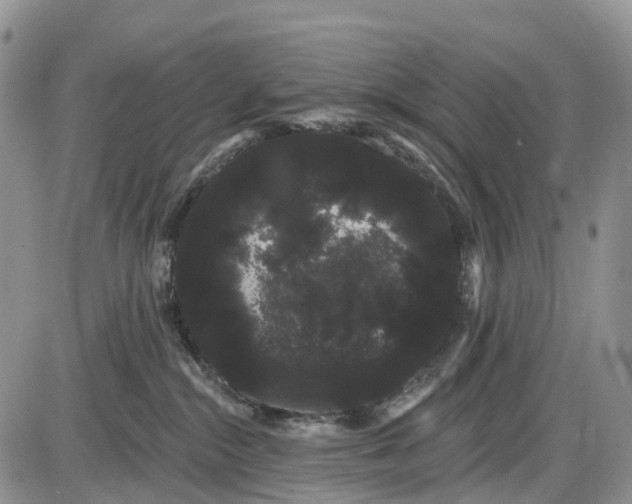 X0000085040284200703191241