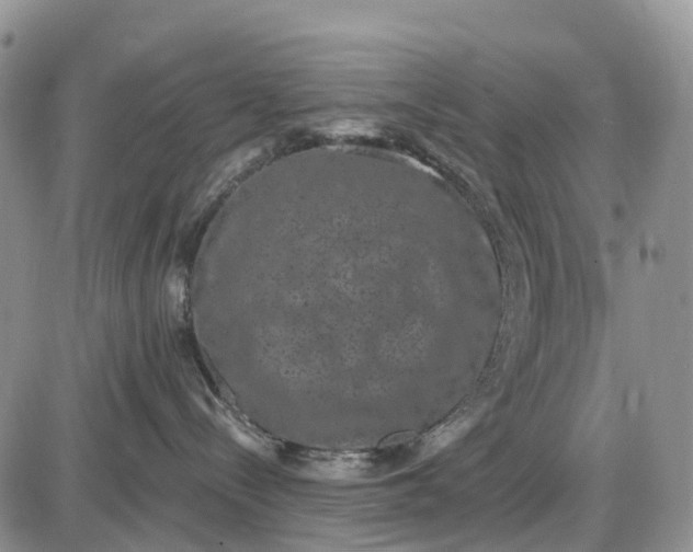 X0000085040288200703191241