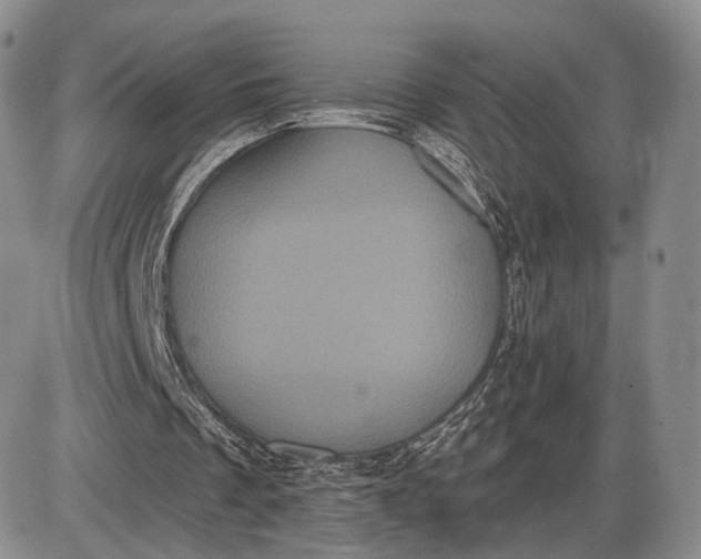 X0000085040289200703191240