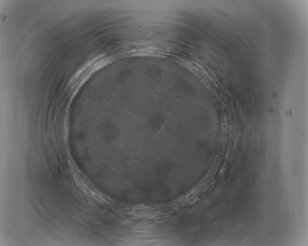 X0000085040290200703191240