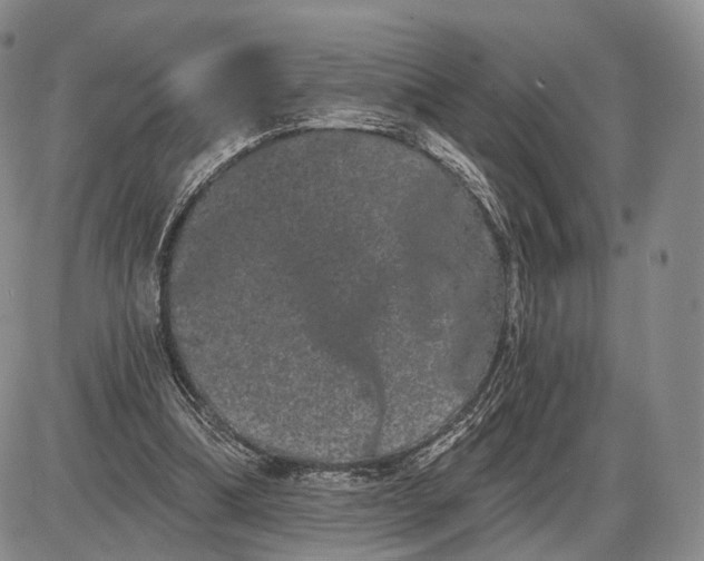 X0000085040298200703191240