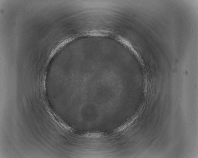 X0000085040299200703191240