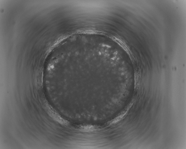 X0000085040301200703191240