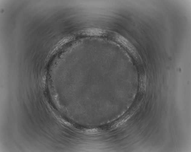 X0000085040309200703191240