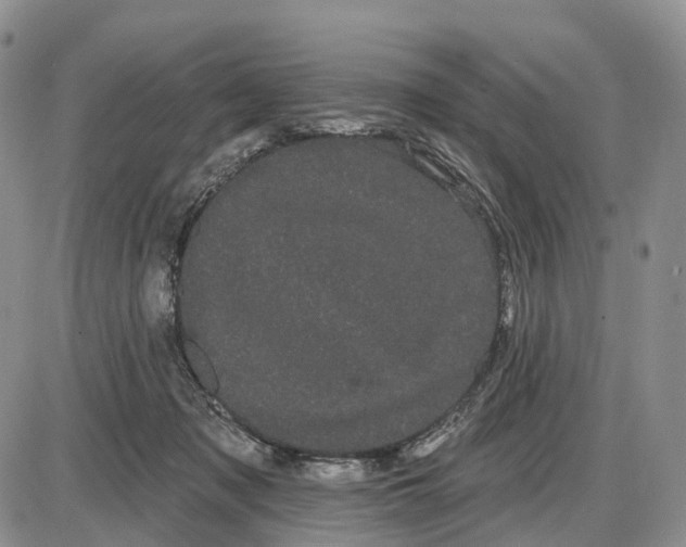 X0000085040317200703191240